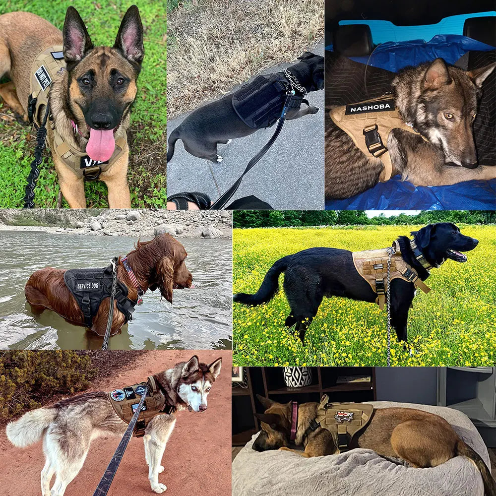 Tactical K9 Training Harness