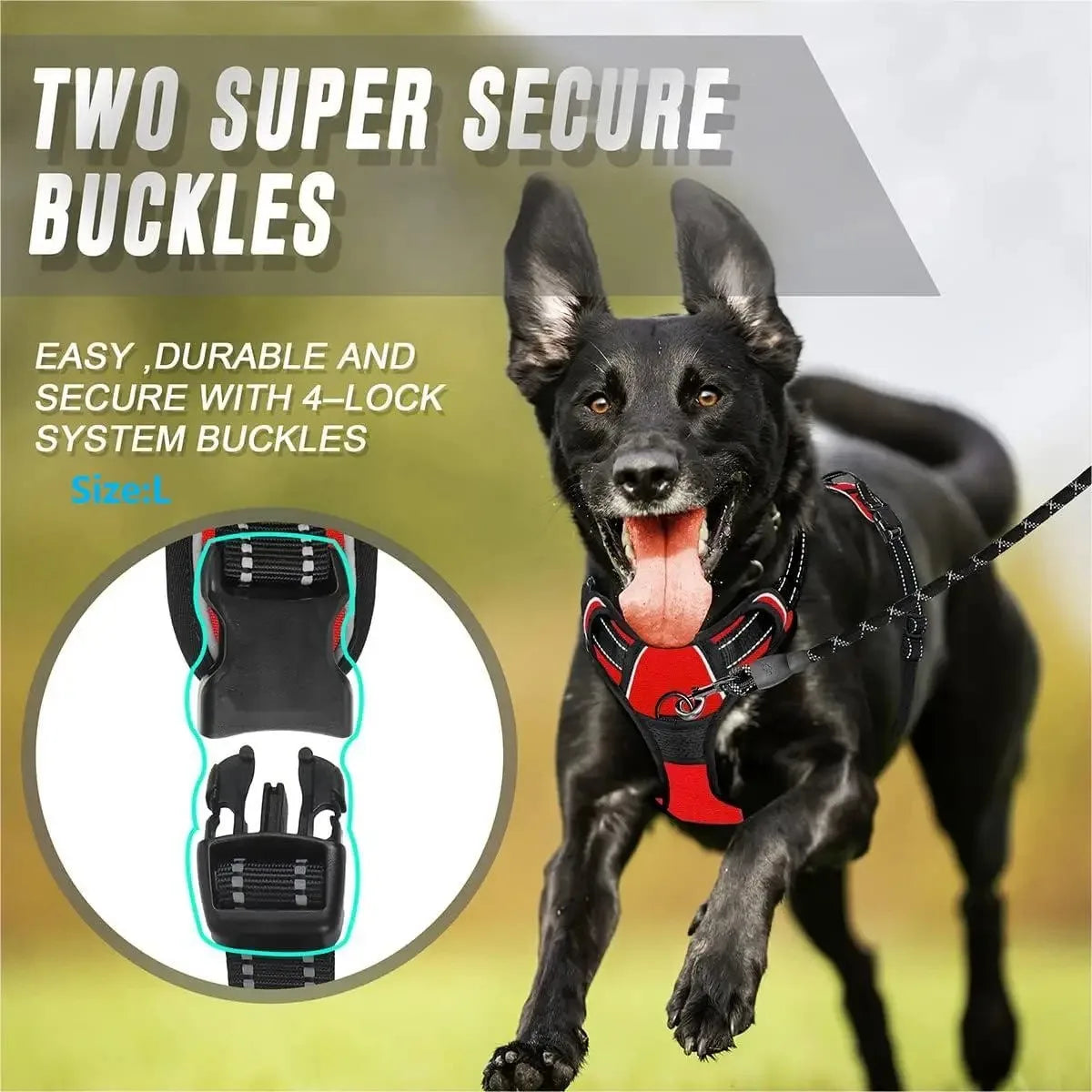 Everyday Dog Gear Set