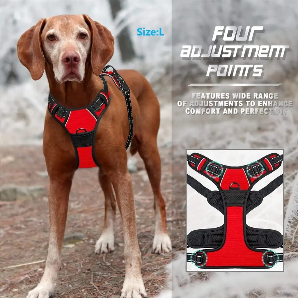 Everyday Dog Gear Set