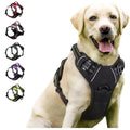 Everyday Dog Gear Set