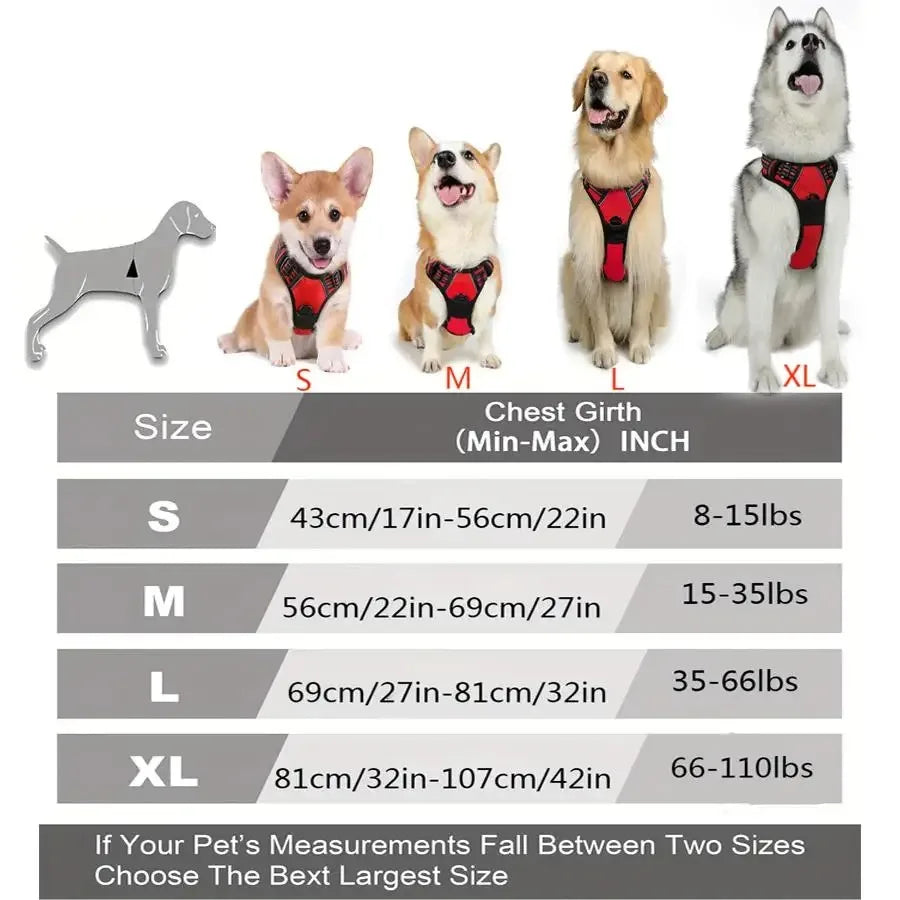 Everyday Dog Gear Set